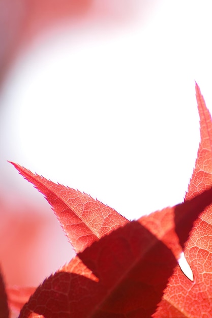 Foto close-up di foglie rosse su sfondo bianco