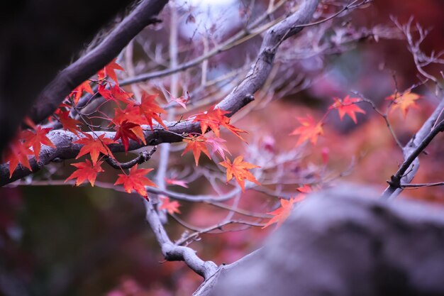 close-up of red leaves on branch