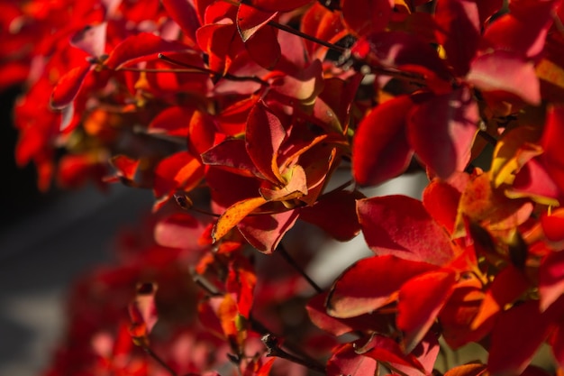 Photo close-up of red leaves on plant during autumn