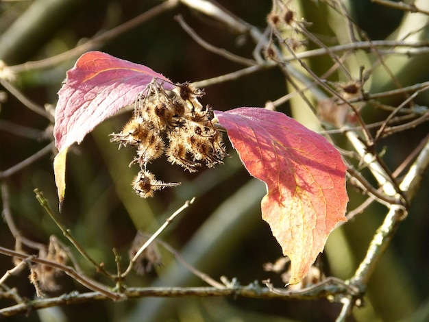 Foto prossimo piano delle foglie rosse sulla pianta