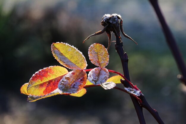 Photo close-up of red leaves on plant