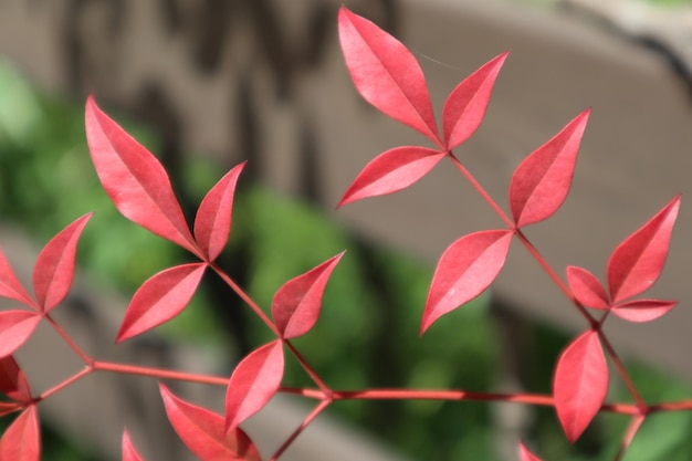 Foto prossimo piano delle foglie rosse sulla pianta