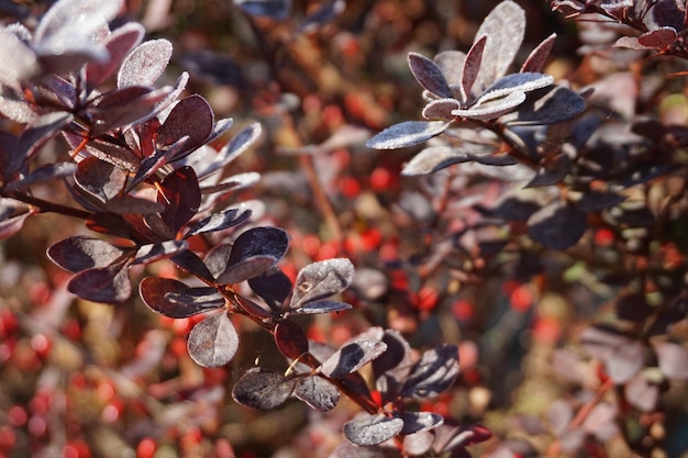 Foto prossimo piano delle foglie rosse sulla pianta