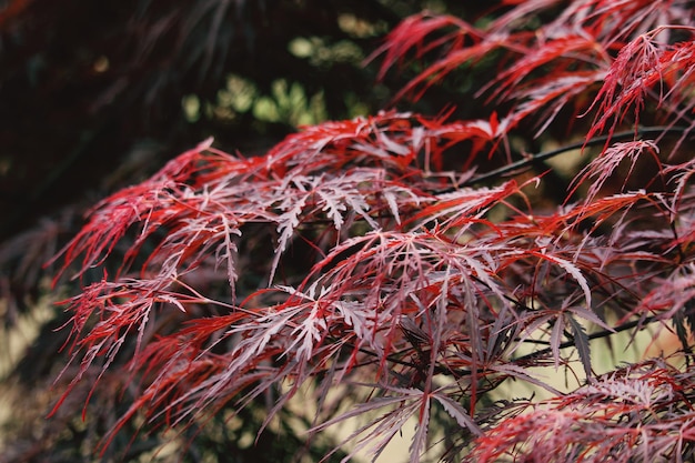 Foto prossimo piano delle foglie rosse sulla pianta