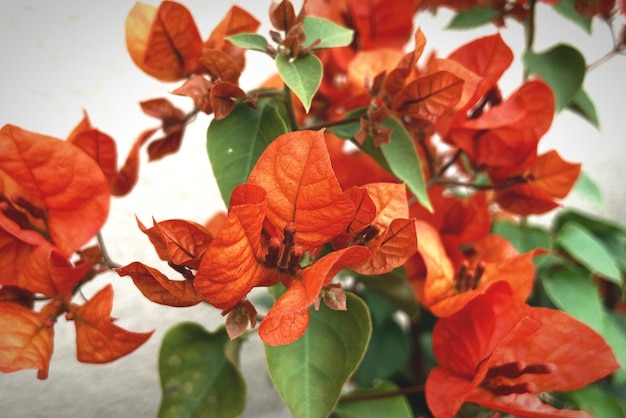 Foto prossimo piano delle foglie rosse sulla pianta