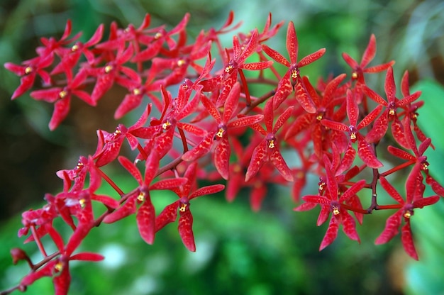 Foto prossimo piano delle foglie rosse sulla pianta