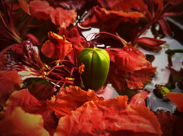 Close-up of red leaves on plant