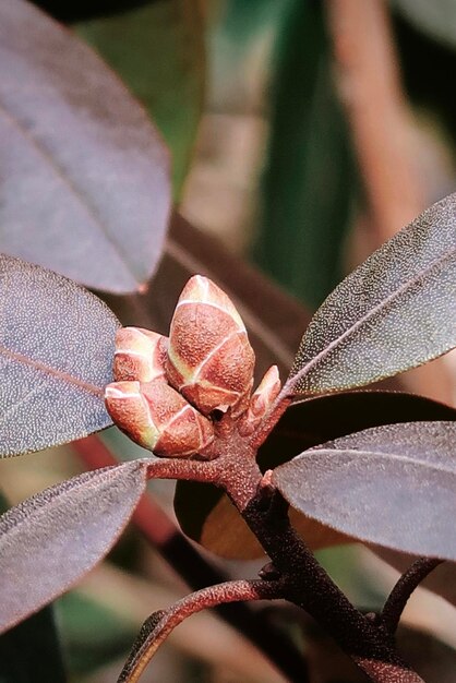 植物の赤い葉のクローズアップ