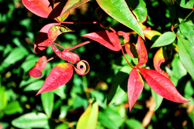 Foto prossimo piano delle foglie rosse sulla pianta