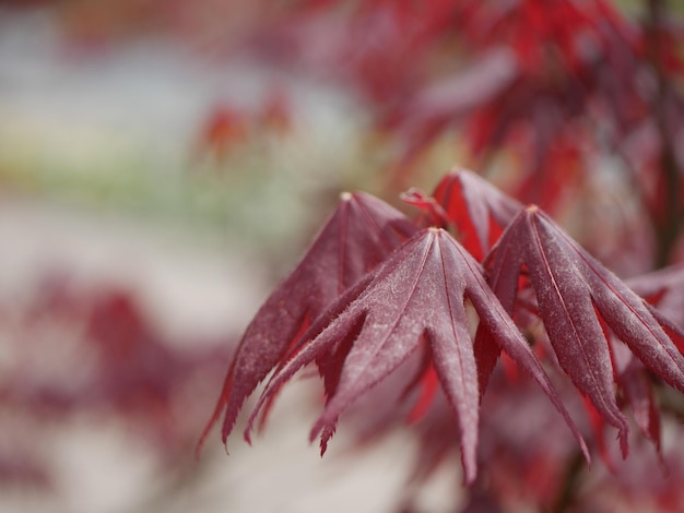 Photo close-up of red leaves on plant