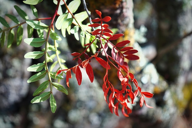 Foto prossimo piano delle foglie rosse sull'albero