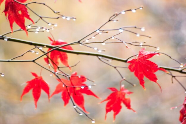 Photo close-up of red leaves on tree