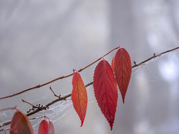 Photo close-up of red leaves on tree