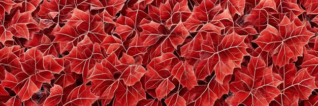 A close up of red leaves with the word autumn on it