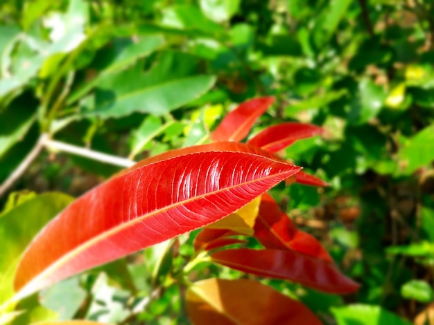 Foto prossimo piano delle foglie rosse