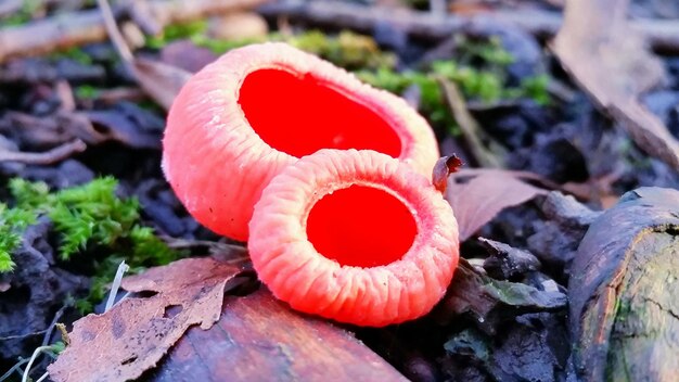 Foto prossimo piano delle foglie rosse