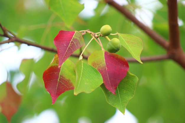 Photo close-up of red leaves