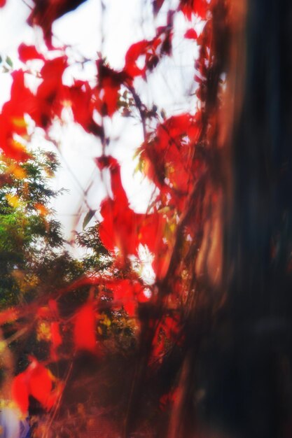 Photo close-up of red leaves