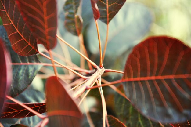 Foto prossimo piano delle foglie rosse