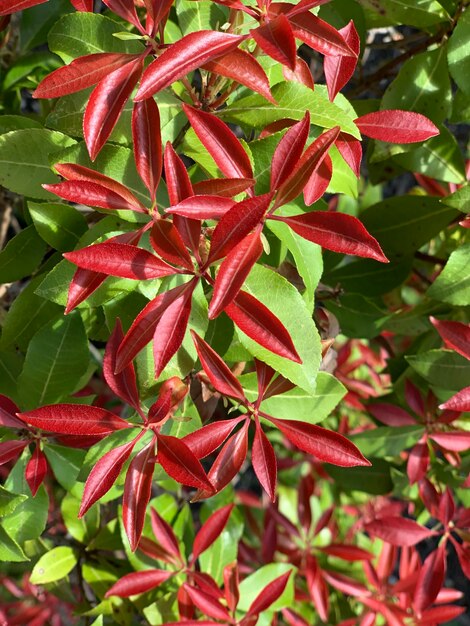 Foto prossimo piano delle foglie rosse