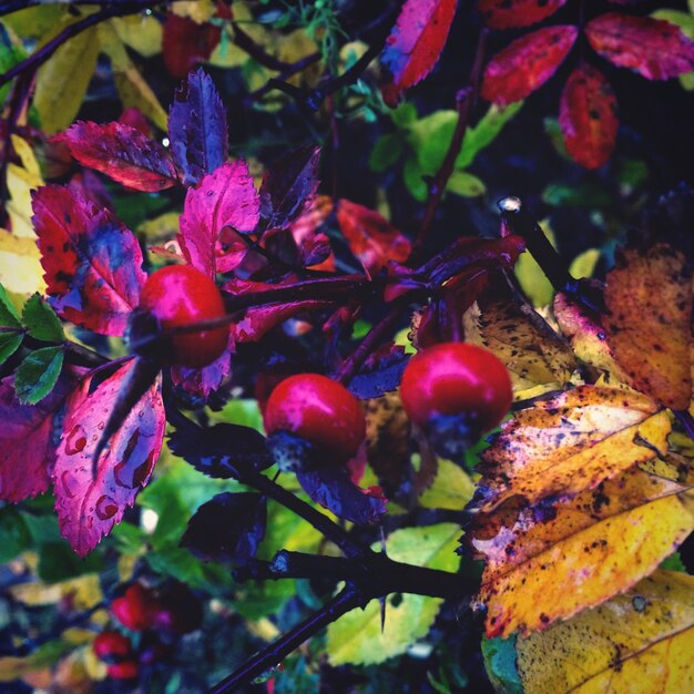 Photo close-up of red leaves