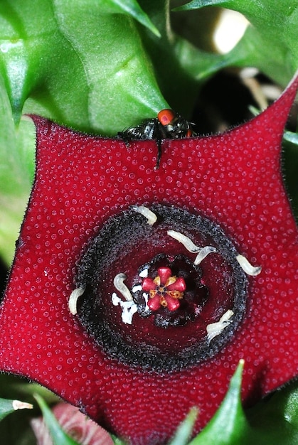 Foto prossimo piano delle foglie rosse