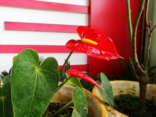 Close-up of red leaves