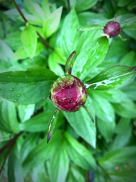 Foto close-up di foglie rosse