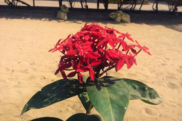 Close-up of red leaves