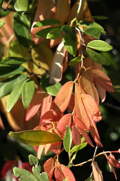 Foto primo piano di foglie rosse