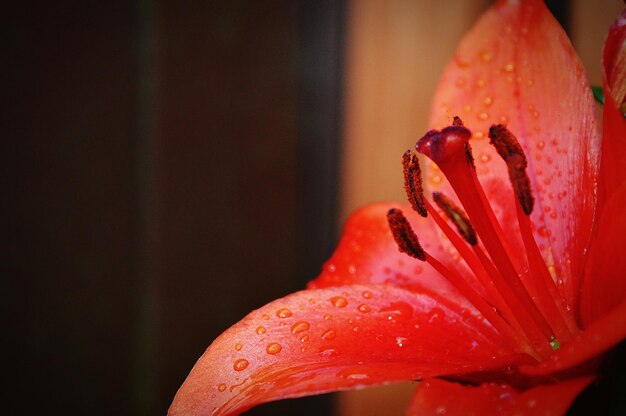 Close-up of red lily blooming on field