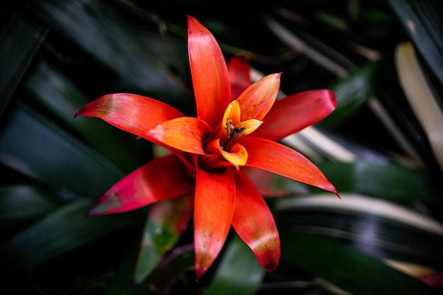 植物 の 上 の 赤い リリー の クローズアップ