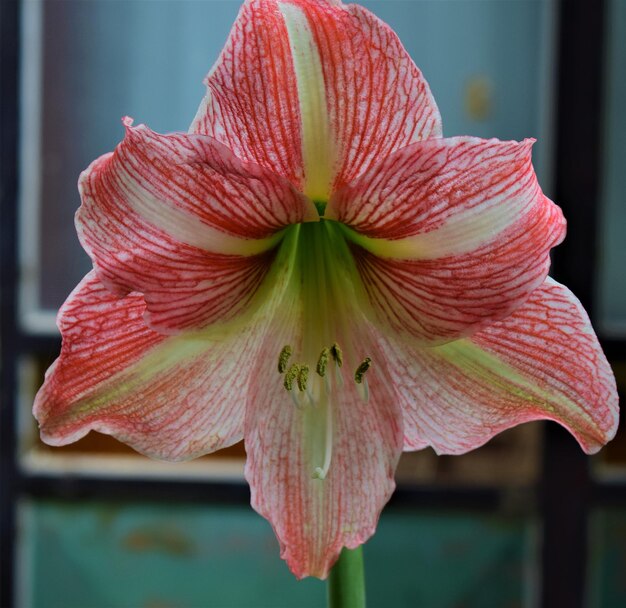 Foto prossimo piano del giglio rosso