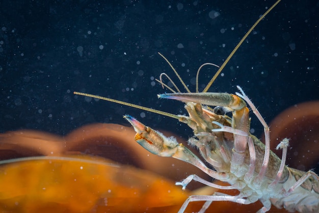 魚のタンクで赤ロブスター爪のクローズアップ