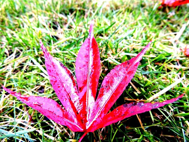 Close-up of red maple leaf on grass