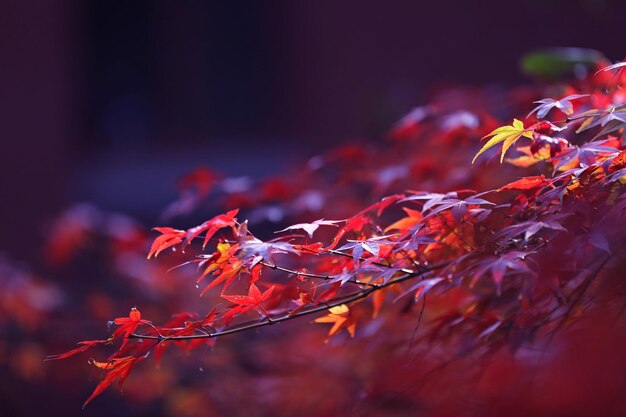 close-up of red maple leaves against blurred background