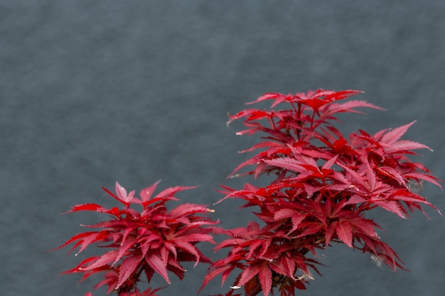 Close-up of red maple leaves against blurred background