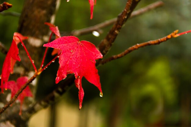 Close-up of red maple leaves on branch