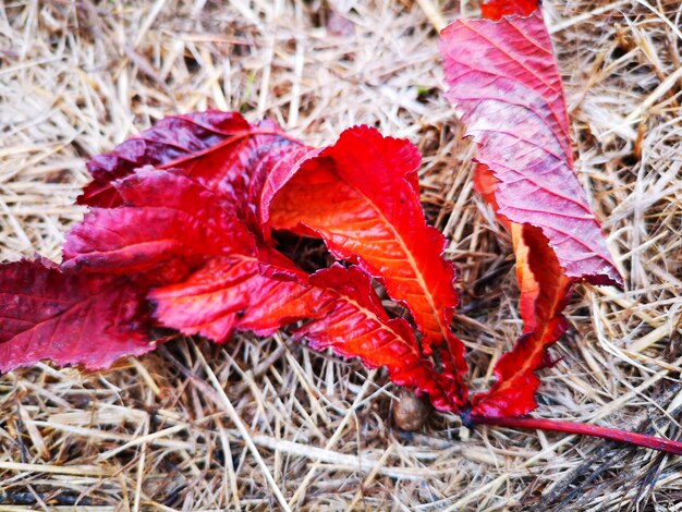 Close-up of red maple leaves on field