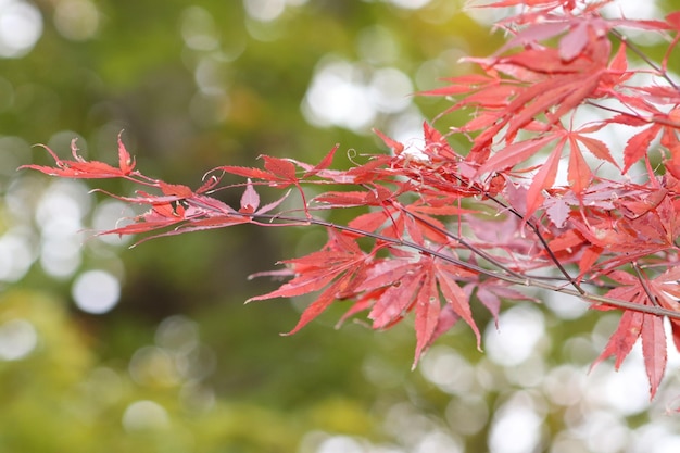 Foto close-up di foglie di acero rosso sull'albero