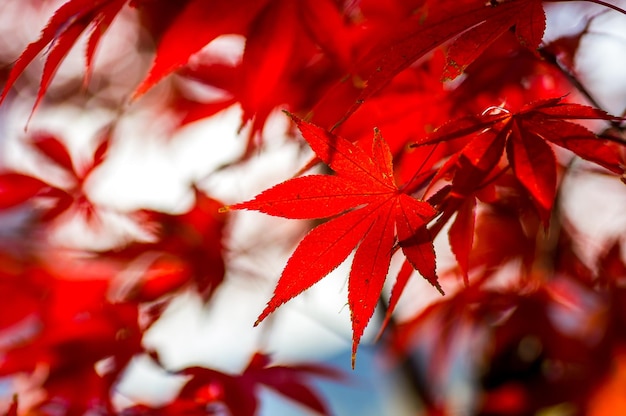 Close-up of red maple leaves on tree