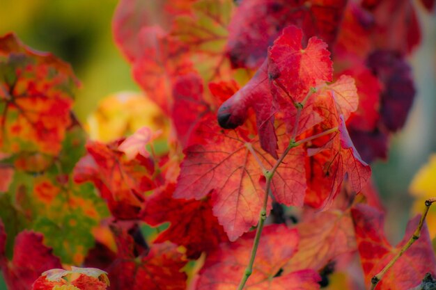 Close-up of red maple leaves on tree