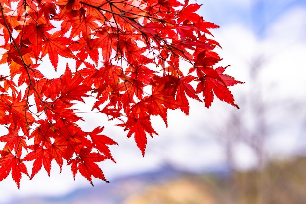 Close-up of red maple leaves on tree