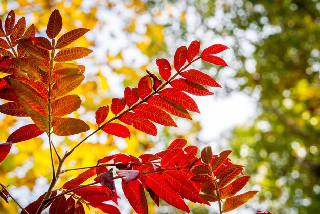 Close-up of red maple leaves on tree