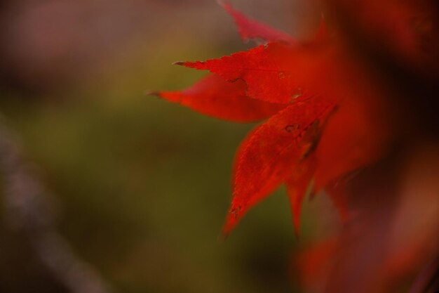 Photo close-up of red maple leaves