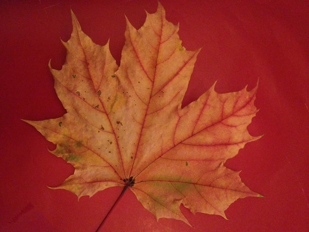 Photo close-up of red maple leaves