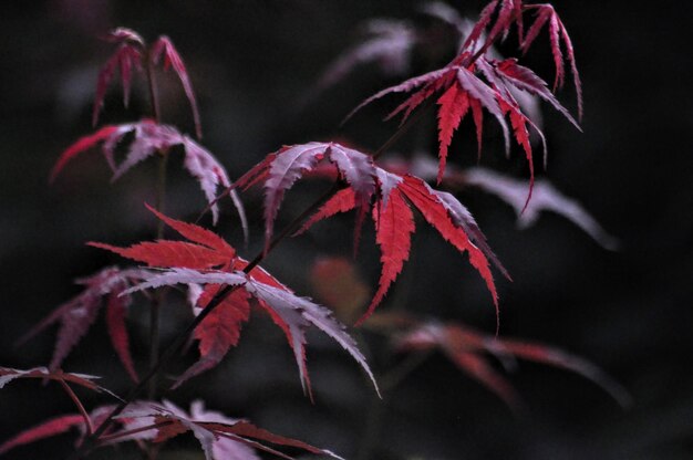 Photo close-up of red maple leaves