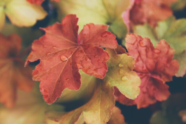 Close-up of red maple leaves