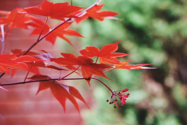 Close-up of red maple leaves