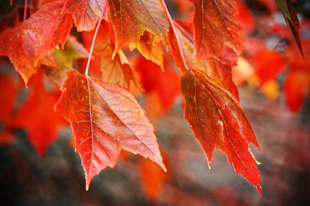 Close-up of red maple leaves